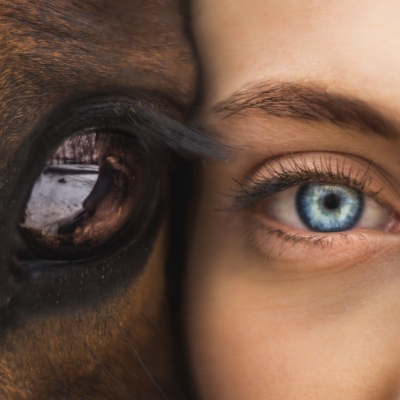 Workshop Paardencoaching - Bezield leven, bezield werken
