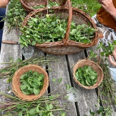 Cursus: Vitaliseren in de natuur