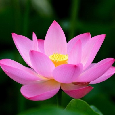 Meditatie avond Soefi Contact