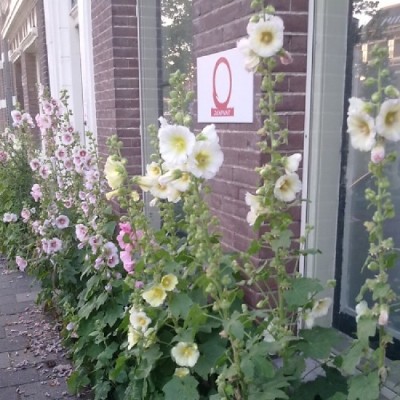 Instroom doorlopende Zen-groep (voor mensen met enige ervaring)