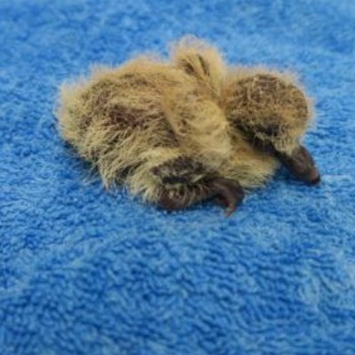 Het vogelhospitaal: wij verlenen hulp aan wilde vogels in nood