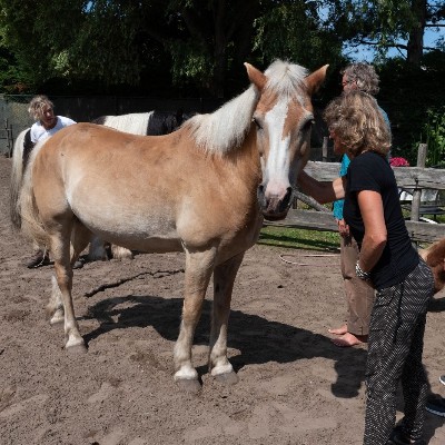 Workshop Opstellingen met Paarden