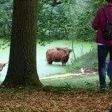 Avondwandeling in wandelbos Groenendaal