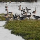 Vogelexcursie Hekslootpolder en de Gruijters
