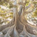 De Bedding: Training voor Gegrond Bewustzijn