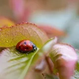 Gratis advies voor je tuin - bij de Haarlemmer Kweektuin