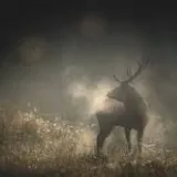 Film documentaire: Whispers in the Wood