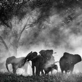 Film documentaire: Ghost Elephants