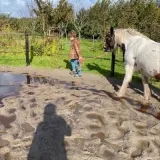 Proefles PonyRanchKids: plezier maken, leren en ontdekken met ponys