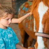 Ouder-kind workshop met paarden