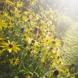 Natuurtekenen op de Stadsboerderij