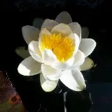 Van sterren naar wortels - hoe astrologie en planten samenkomen