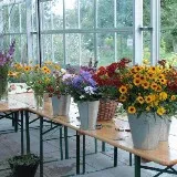 Onze bloemenwinkel is vanaf vandaag weer open (Landje van de Boer)