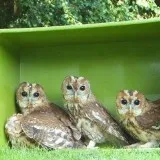 Open dag bij Vogelhospitaal en Egelopvang