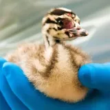 Het vogelhospitaal: wij verlenen hulp aan wilde vogels in nood