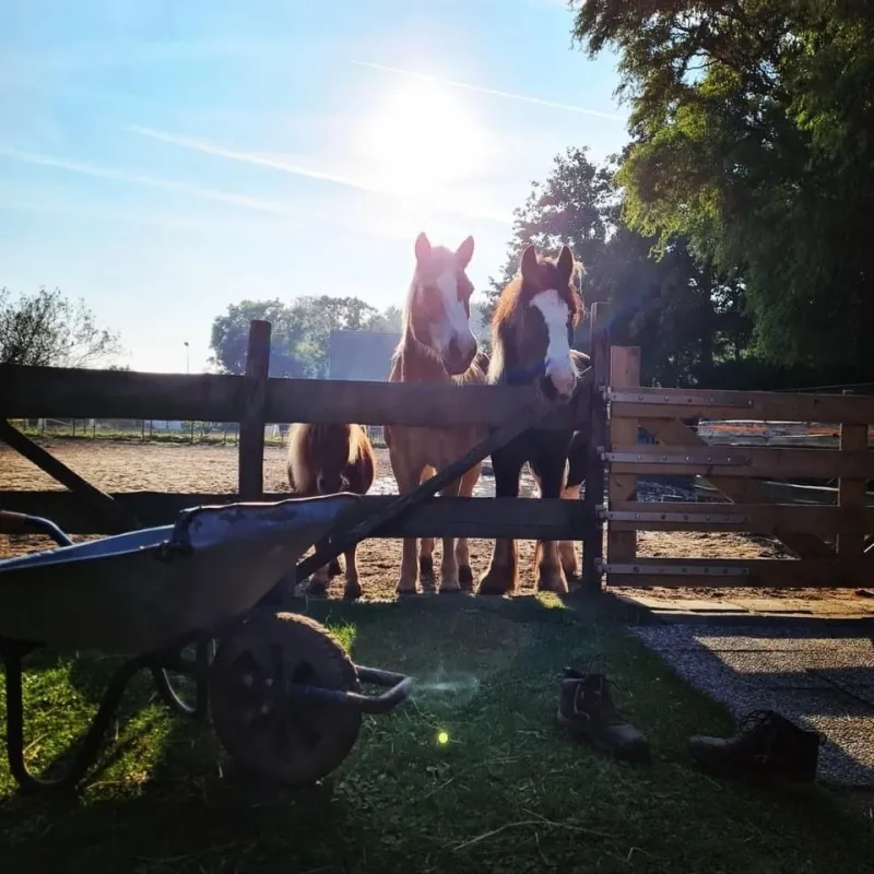 Mirjam Rutten | Paardencoach aan Zee